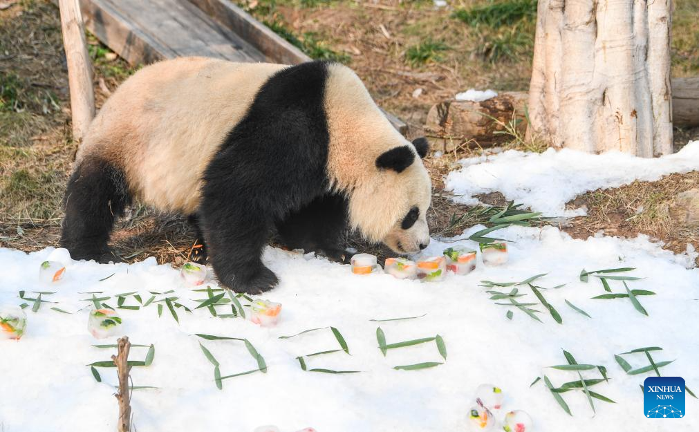 Locajoy animal theme park in Chongqing holds celebration for four giant pandas