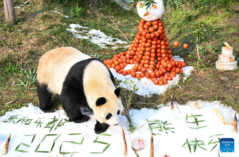 Locajoy animal theme park in Chongqing holds celebration for four giant pandas