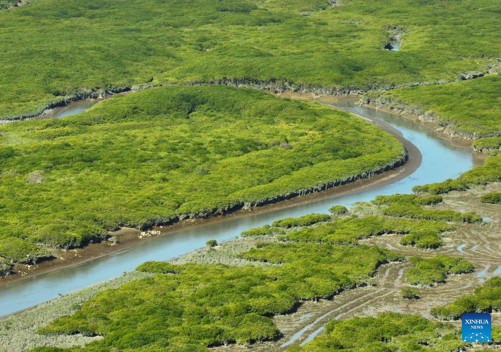 View of Zhangjiangkou National Mangrove Nature Reserve in Fujian