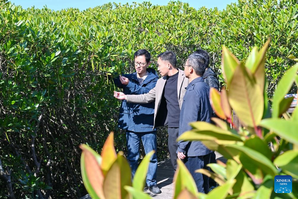 View of Zhangjiangkou National Mangrove Nature Reserve in Fujian