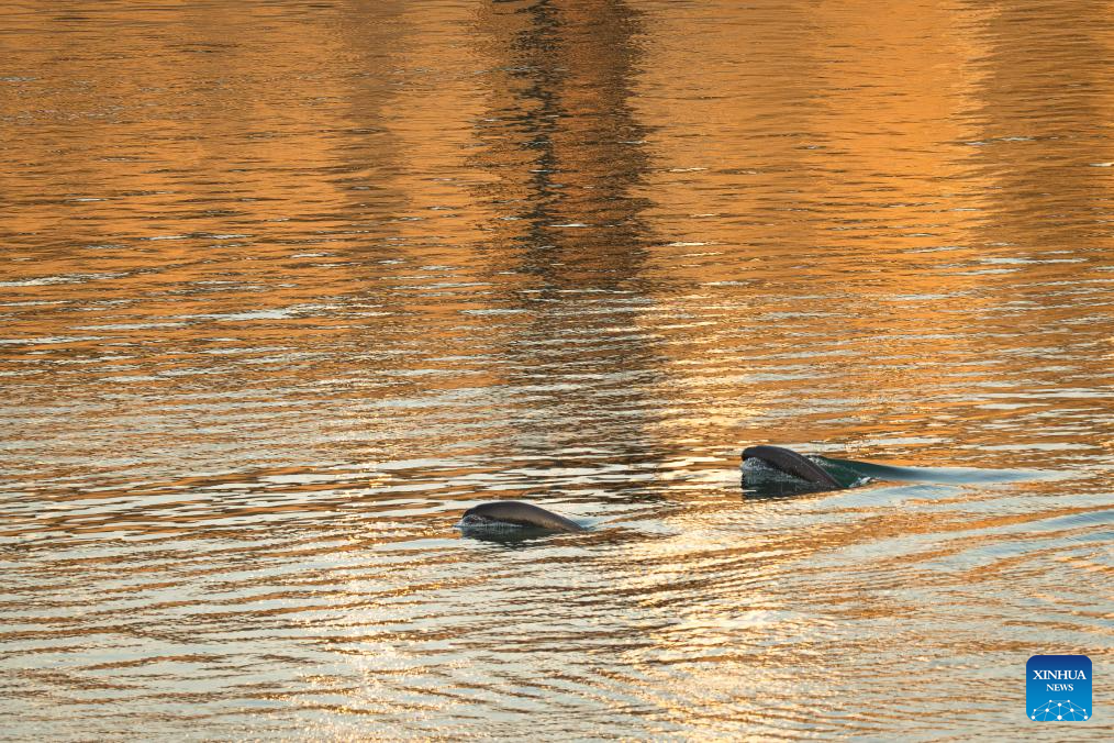 Population of Yangtze finless porpoises increases as ecological restoration efforts implemented