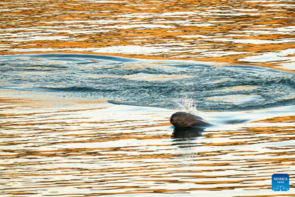 Population of Yangtze finless porpoises increases as ecological restoration efforts implemented