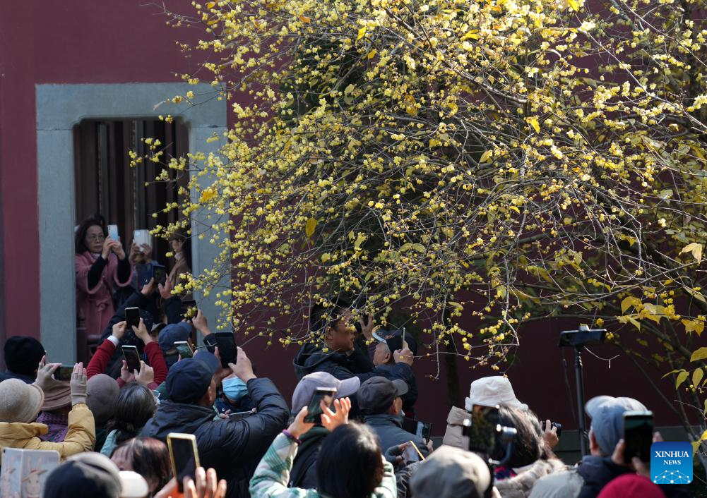 Wintersweet flowers attract visitors at temple in Hangzhou