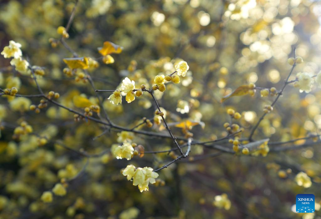 Wintersweet flowers attract visitors at temple in Hangzhou