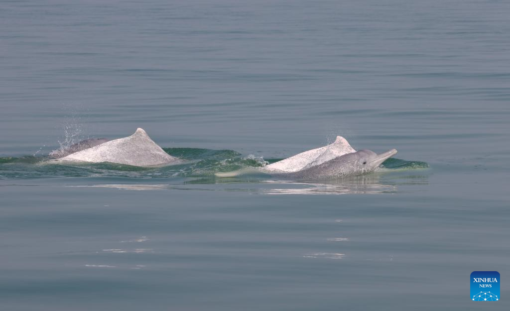 Guangxi's Sanniang Bay, hometown of Chinese white dolphins