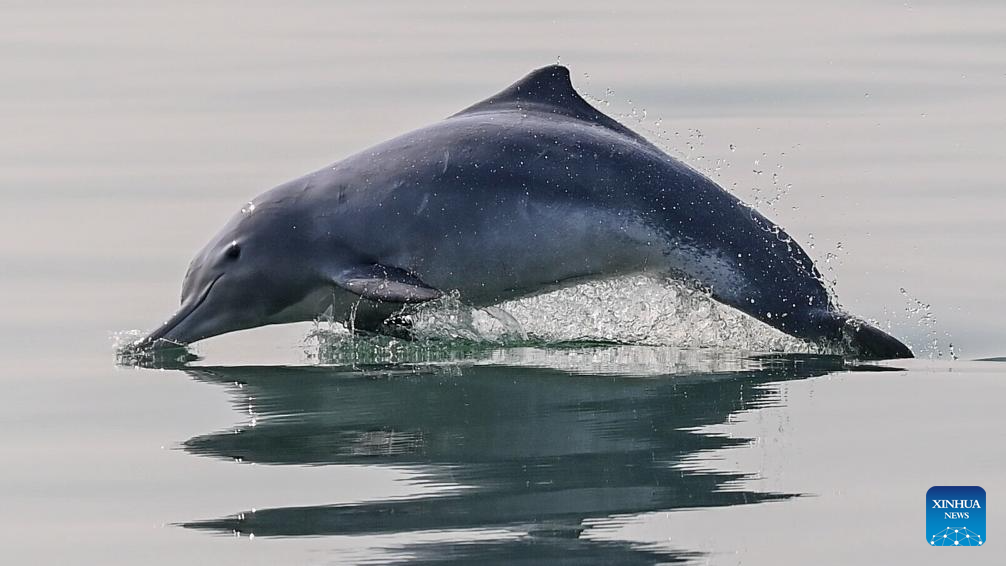 Guangxi's Sanniang Bay, hometown of Chinese white dolphins