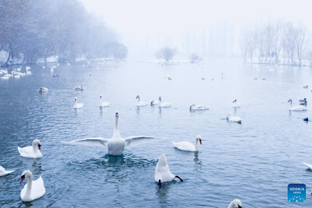 In pics: Swan Spring Wetland Park in Yining County, China's Xinjiang