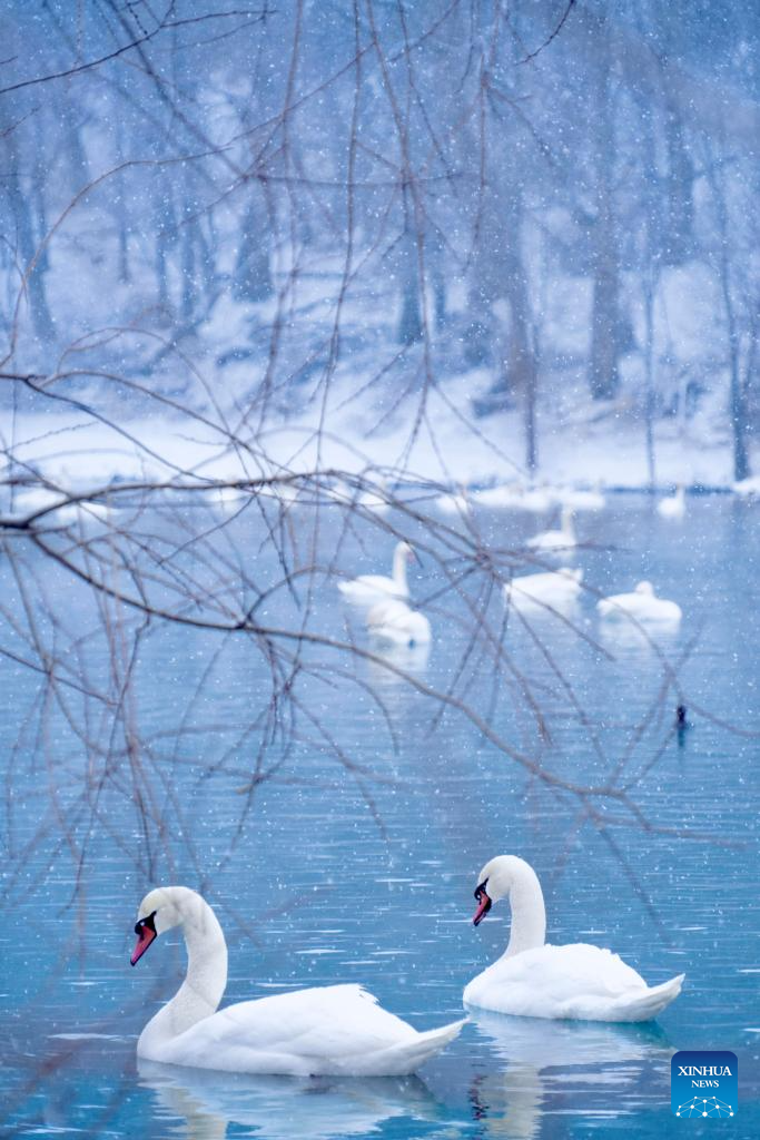 In pics: Swan Spring Wetland Park in Yining County, China's Xinjiang