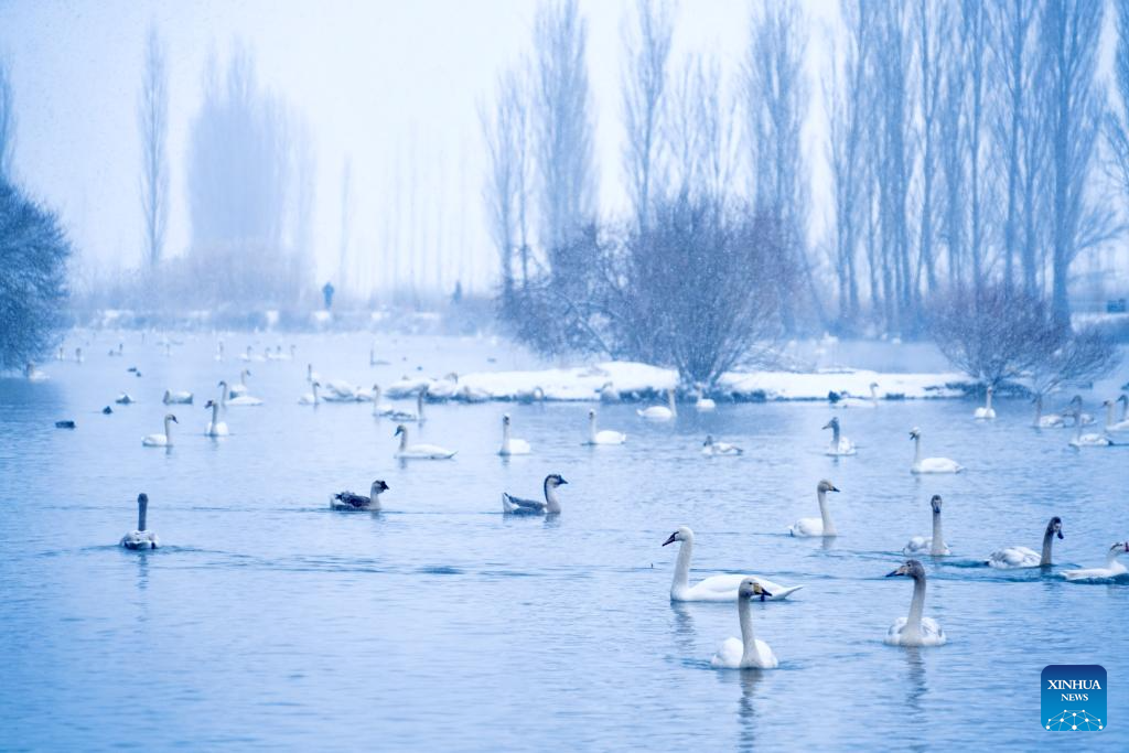 In pics: Swan Spring Wetland Park in Yining County, China's Xinjiang