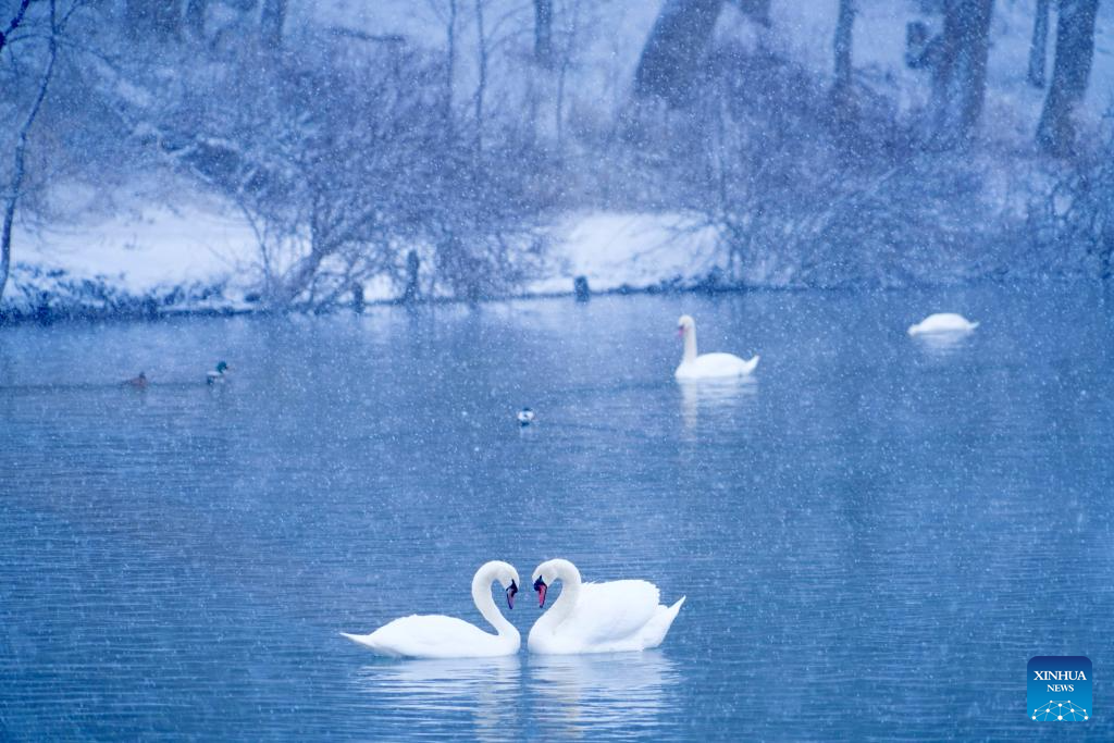 In pics: Swan Spring Wetland Park in Yining County, China's Xinjiang