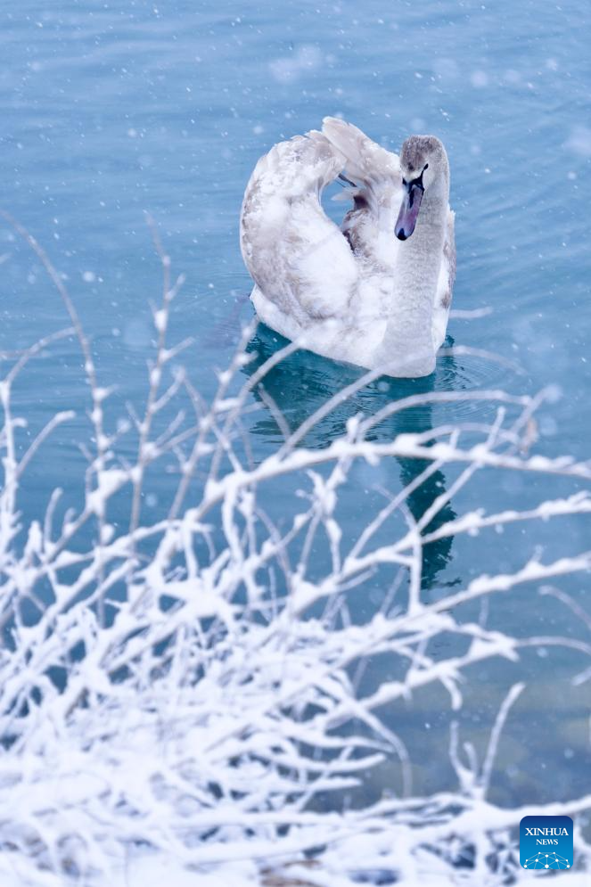 In pics: Swan Spring Wetland Park in Yining County, China's Xinjiang