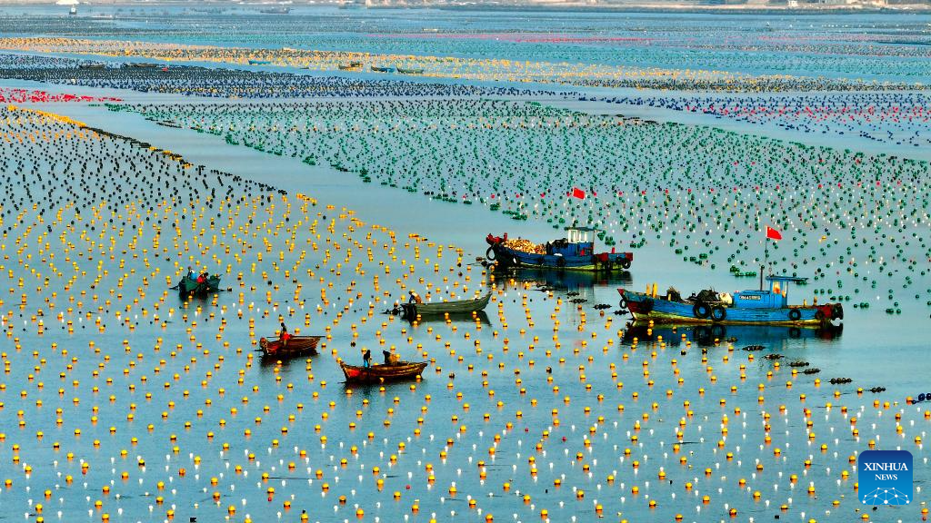 View of kelp breeding area in China's Shandong