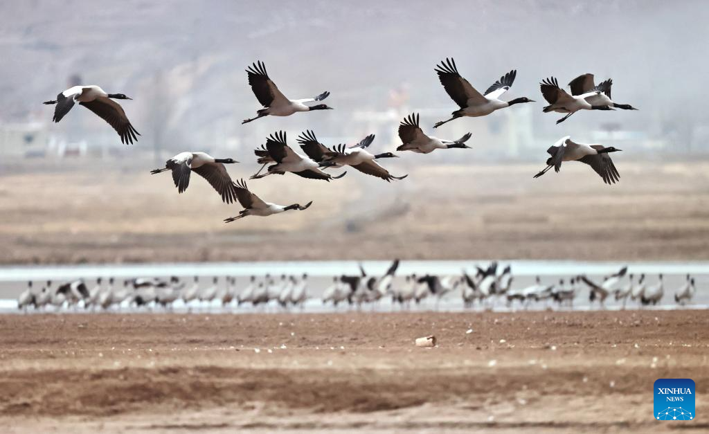 Black-necked cranes overwinter in Lhunzhub County of Lhasa, China's Xizang