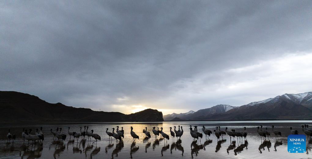 Black-necked cranes overwinter in Lhunzhub County of Lhasa, China's Xizang