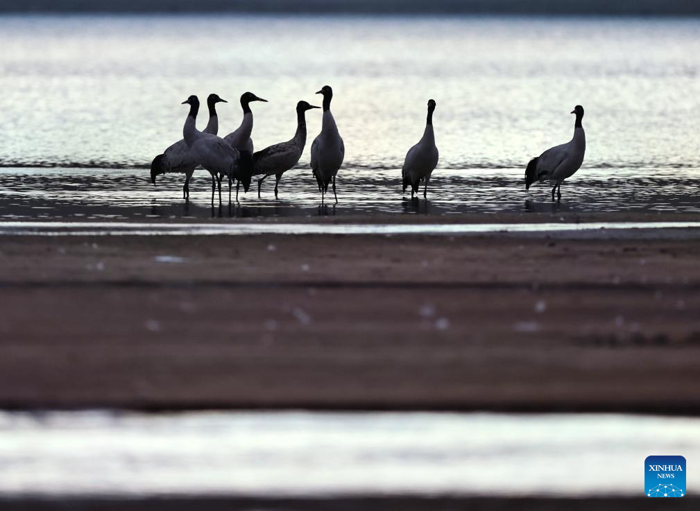 Black-necked cranes overwinter in Lhunzhub County of Lhasa, China's Xizang