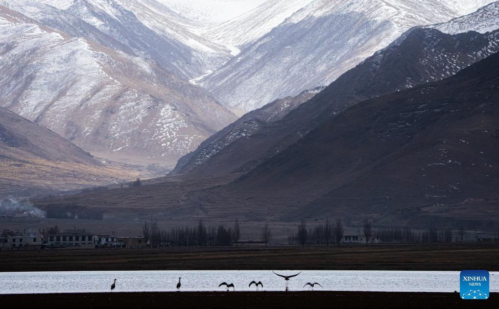 Black-necked cranes overwinter in Lhunzhub County of Lhasa, China's Xizang