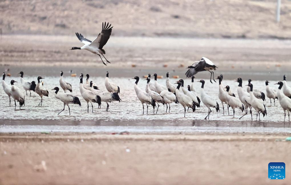Black-necked cranes overwinter in Lhunzhub County of Lhasa, China's Xizang