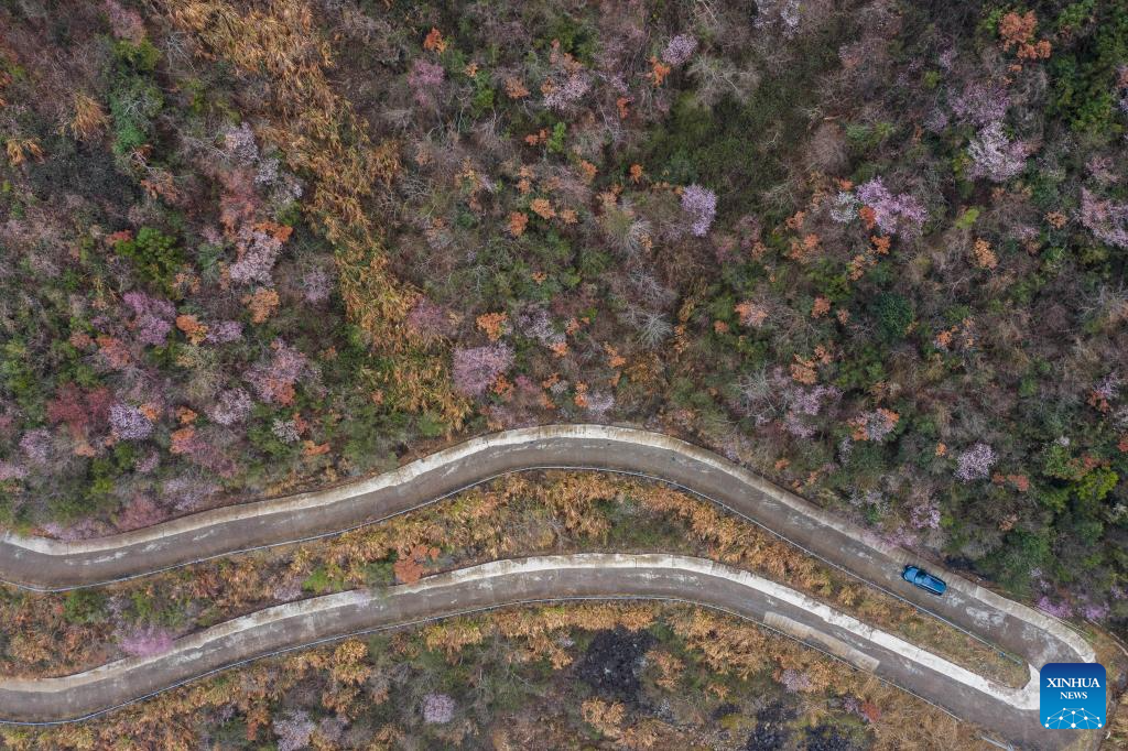 In pics: cherry blossoms in Datang Village of Jiande City, China's Zhejiang