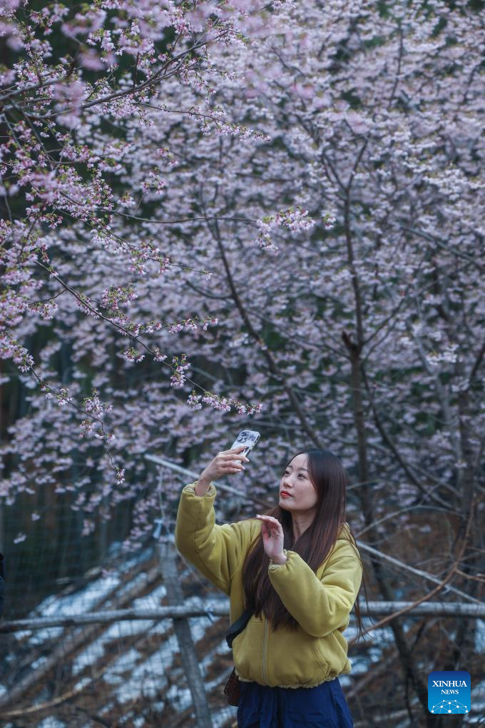 In pics: cherry blossoms in Datang Village of Jiande City, China's Zhejiang