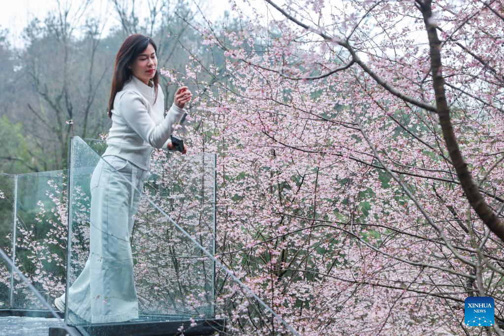 In pics: cherry blossoms in Datang Village of Jiande City, China's Zhejiang