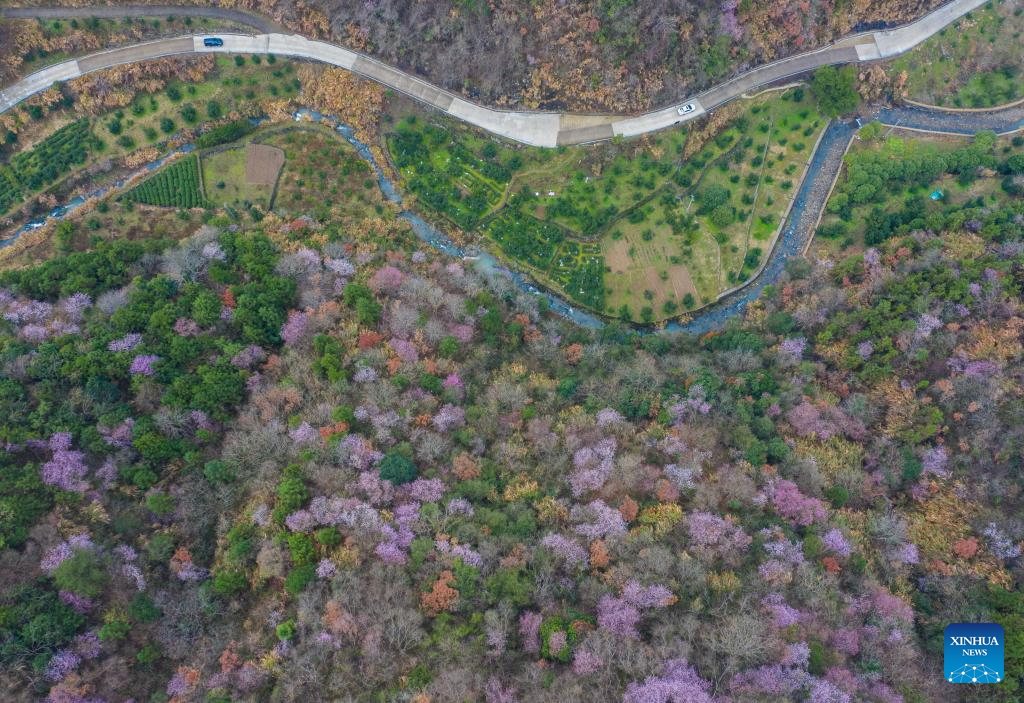 In pics: cherry blossoms in Datang Village of Jiande City, China's Zhejiang