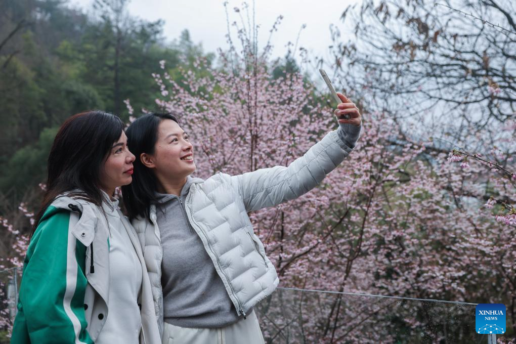 In pics: cherry blossoms in Datang Village of Jiande City, China's Zhejiang