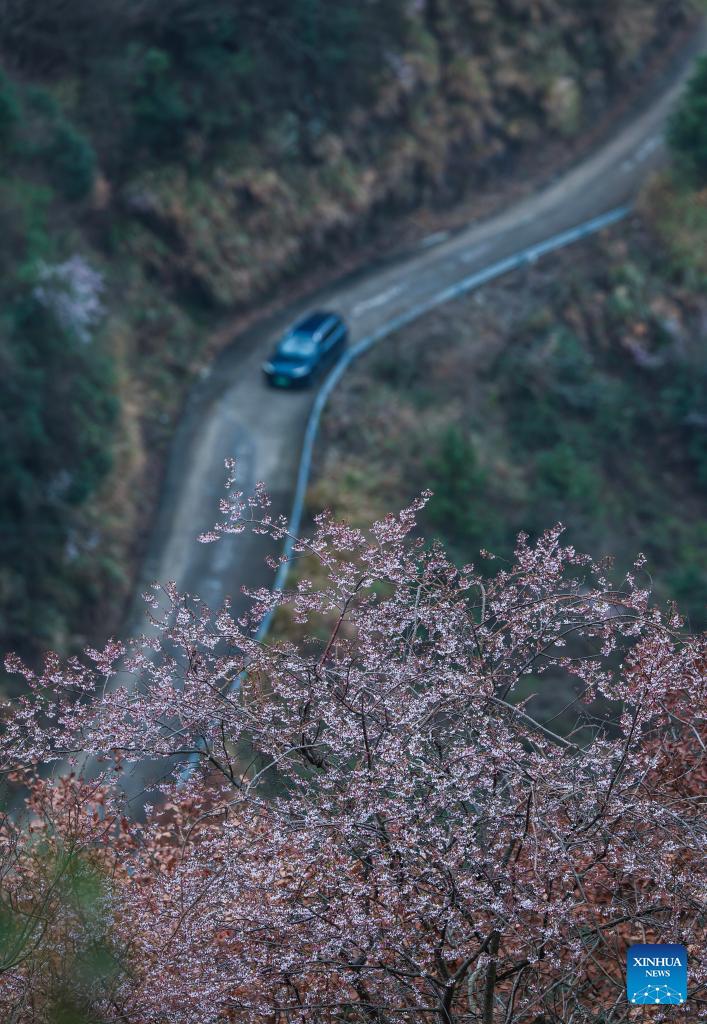 In pics: cherry blossoms in Datang Village of Jiande City, China's Zhejiang