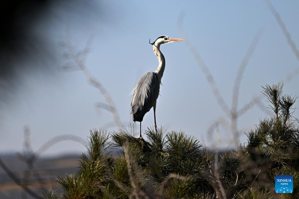 Migrating herons seen in Jicui Town of China's Shanxi