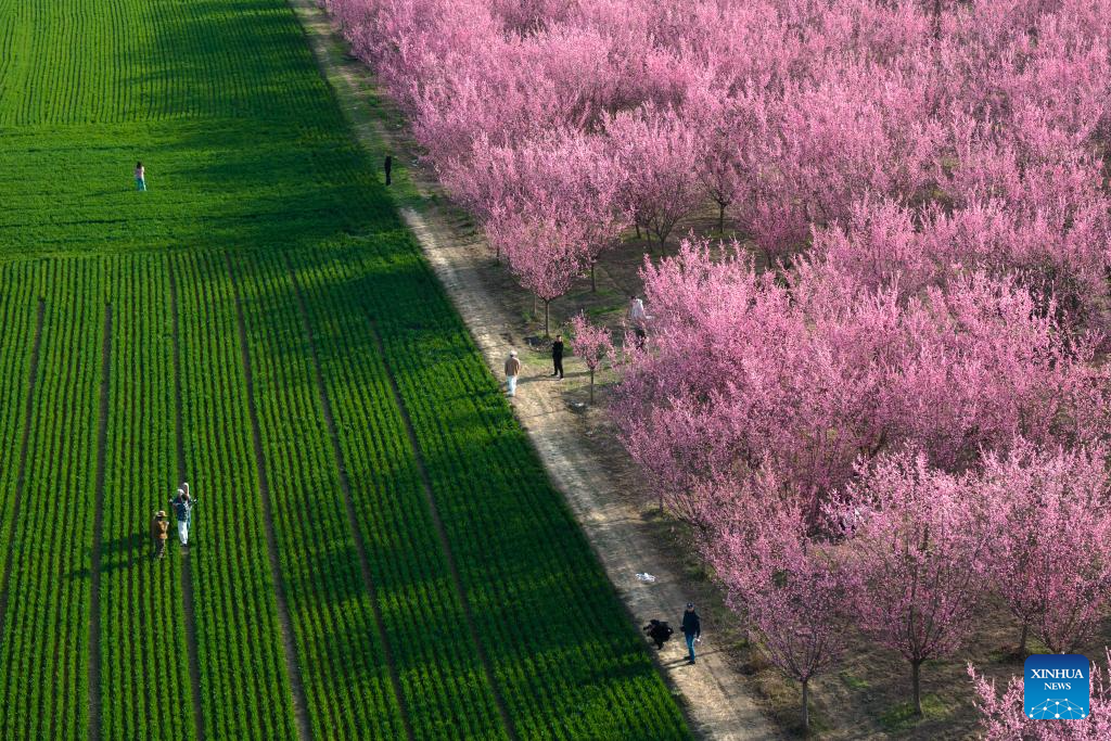 Tourists enjoy blooming plum flowers in Xi'an, China's Shaanxi