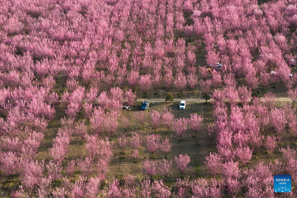 Tourists enjoy blooming plum flowers in Xi'an, China's Shaanxi