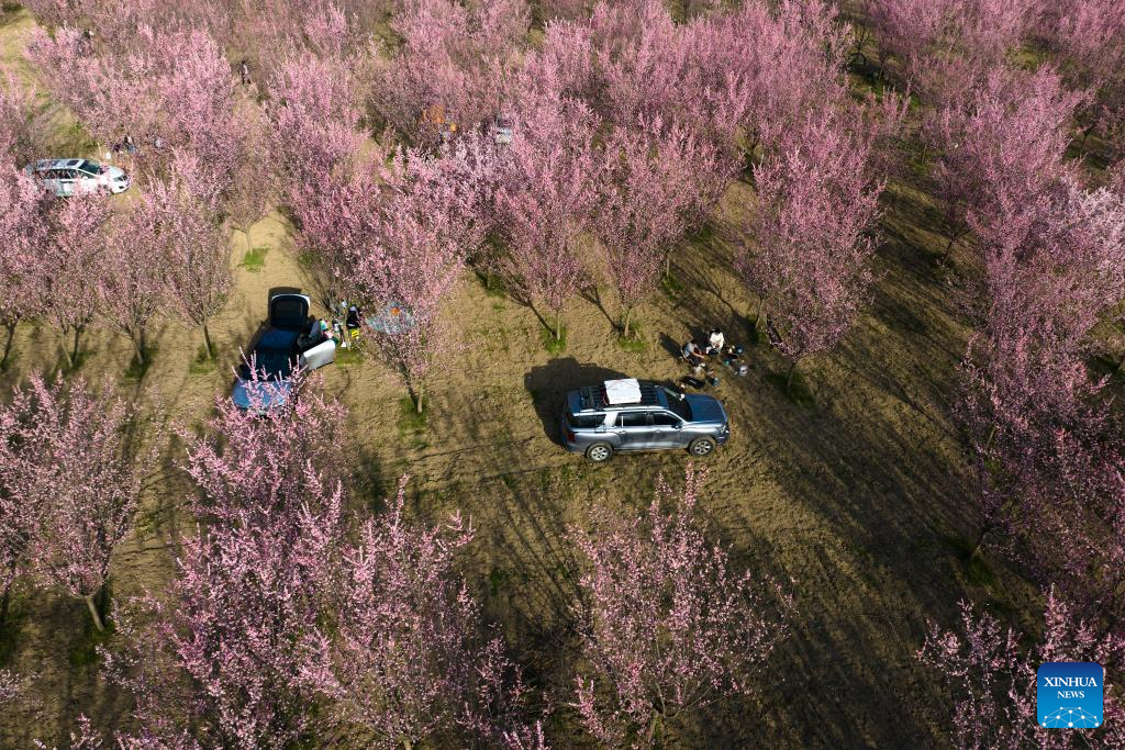 Tourists enjoy blooming plum flowers in Xi'an, China's Shaanxi