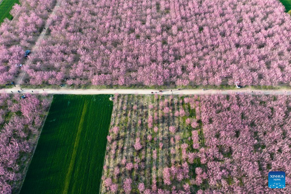 Tourists enjoy blooming plum flowers in Xi'an, China's Shaanxi
