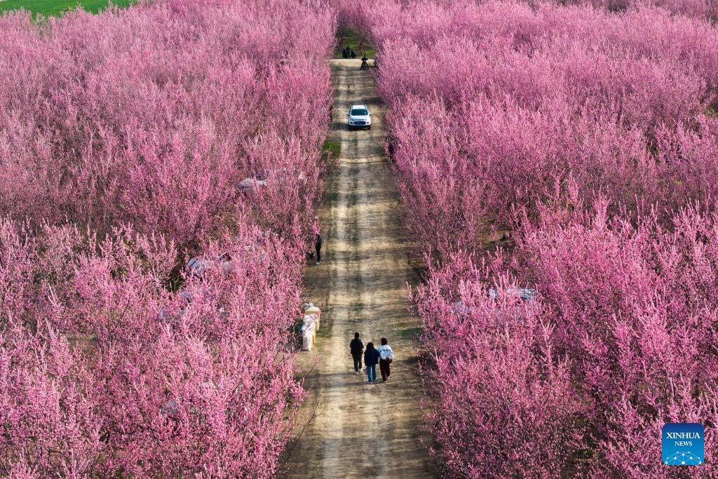 Tourists enjoy blooming plum flowers in Xi'an, China's Shaanxi