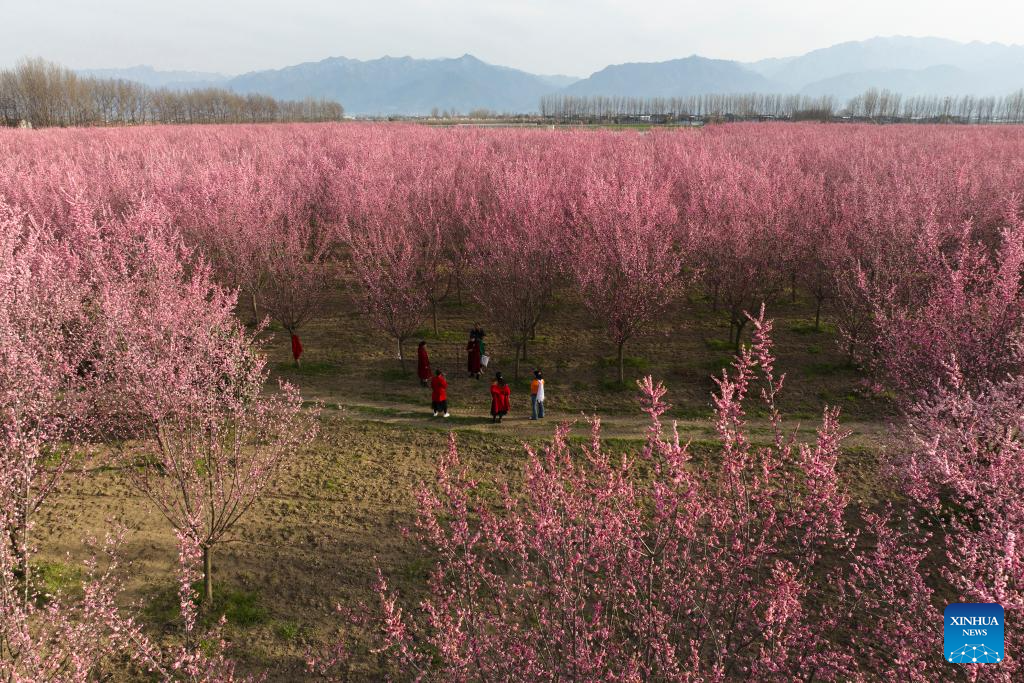 Tourists enjoy blooming plum flowers in Xi'an, China's Shaanxi
