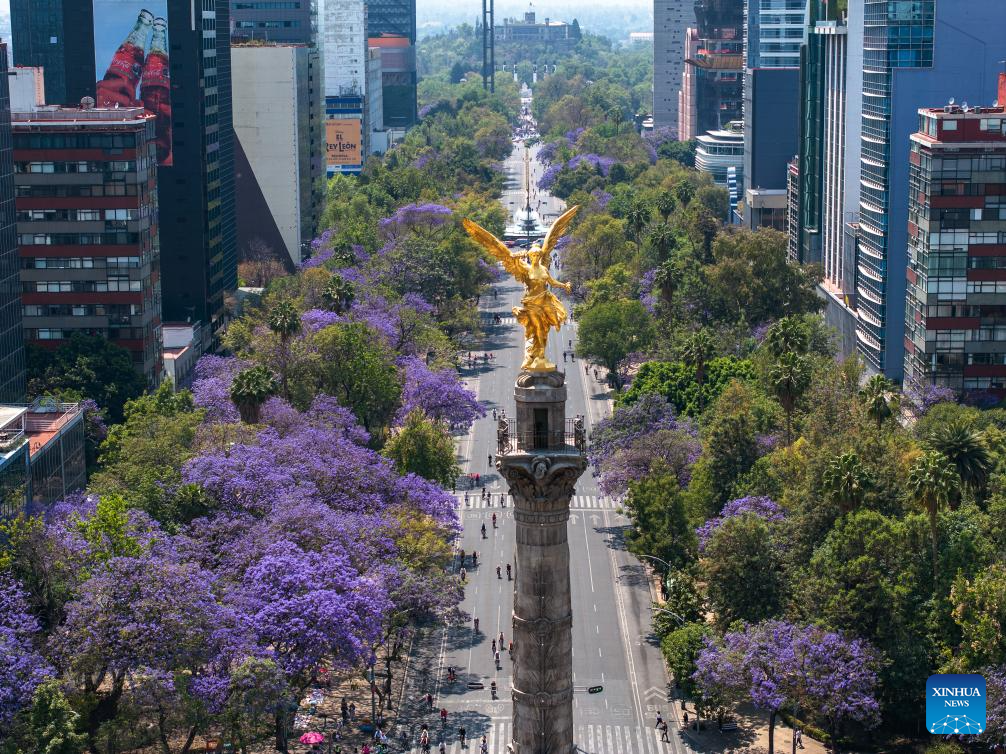 In pics: blooming jacaranda trees along Reforma Avenue in Mexico City