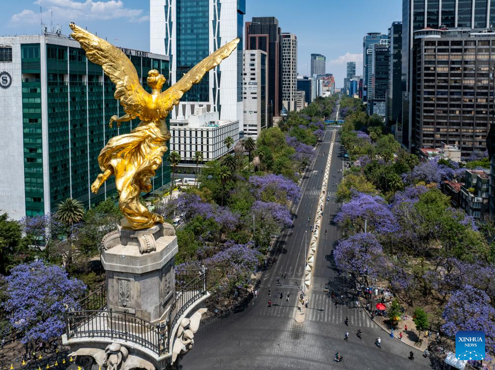 In pics: blooming jacaranda trees along Reforma Avenue in Mexico City