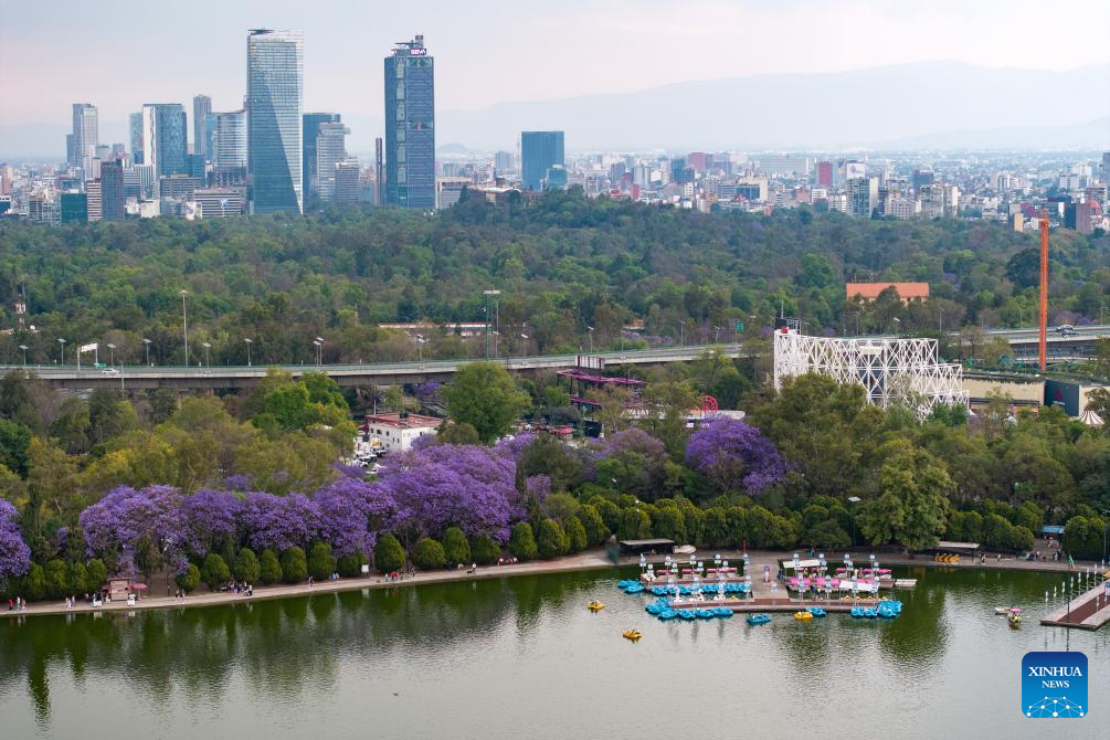 In pics: blooming jacaranda trees along Reforma Avenue in Mexico City