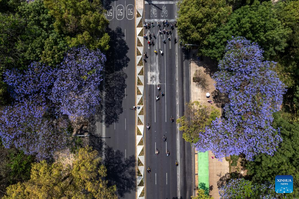 In pics: blooming jacaranda trees along Reforma Avenue in Mexico City