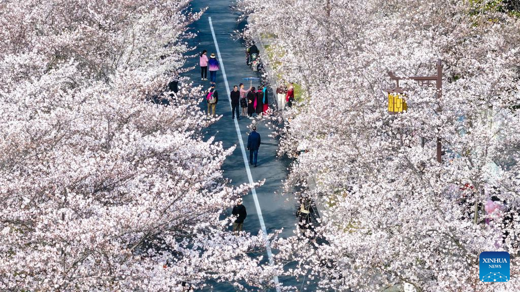 Spring scenery across China