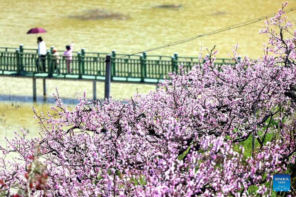Spring scenery across China