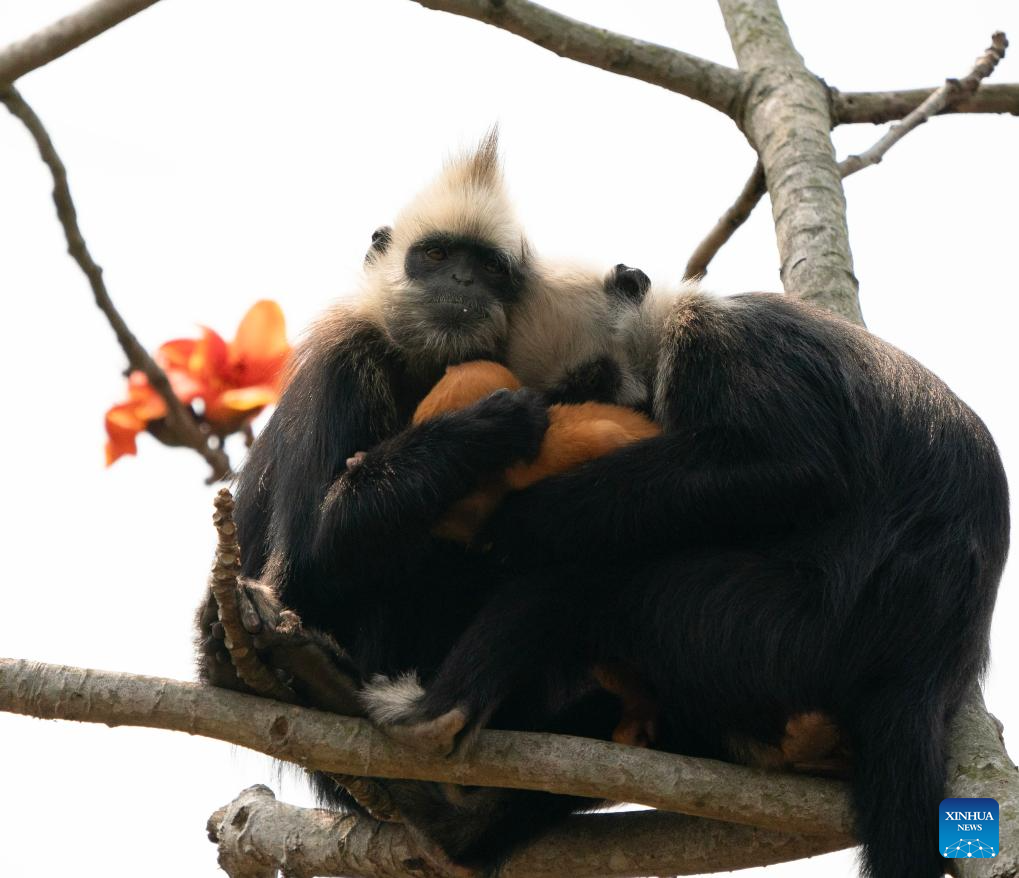 White-headed langurs seen at national nature reserve in Chongzuo, S China's Guangxi