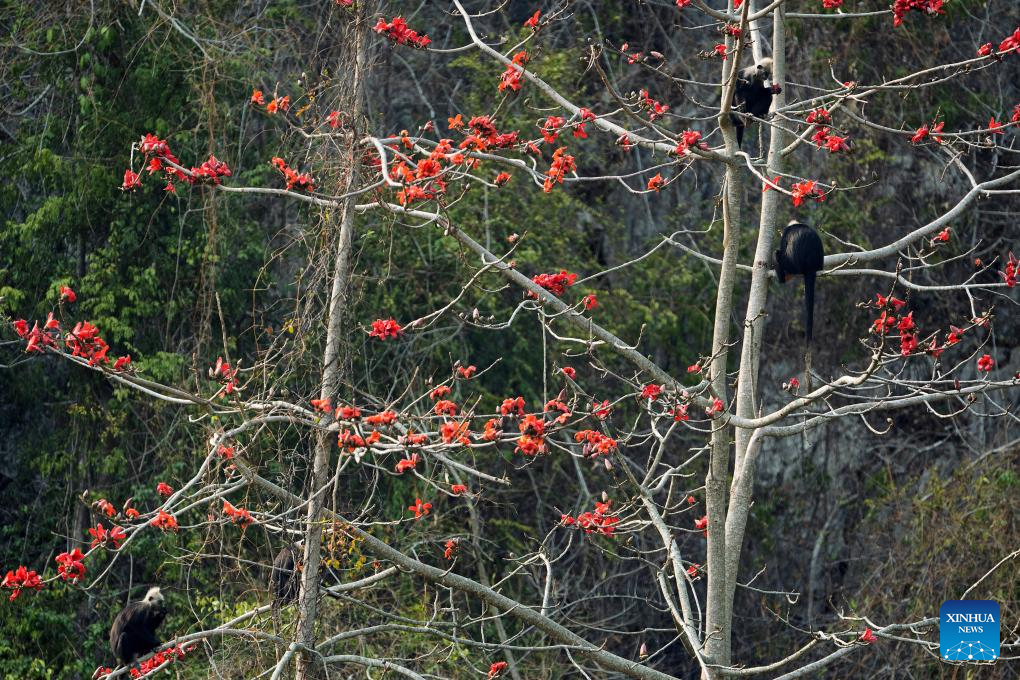 White-headed langurs seen at national nature reserve in Chongzuo, S China's Guangxi