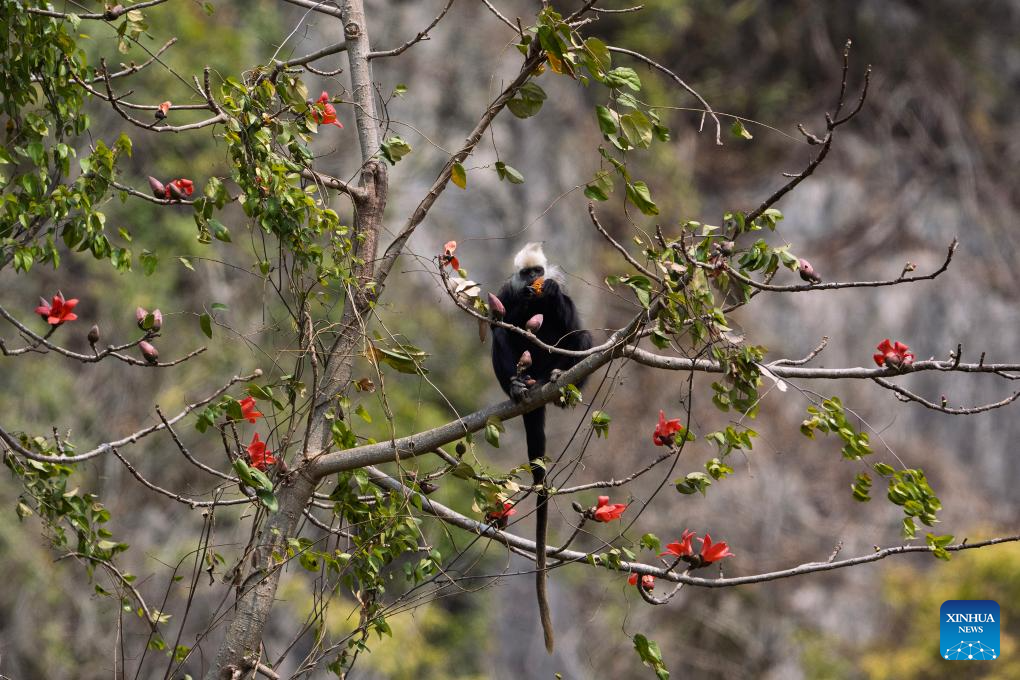 White-headed langurs seen at national nature reserve in Chongzuo, S China's Guangxi