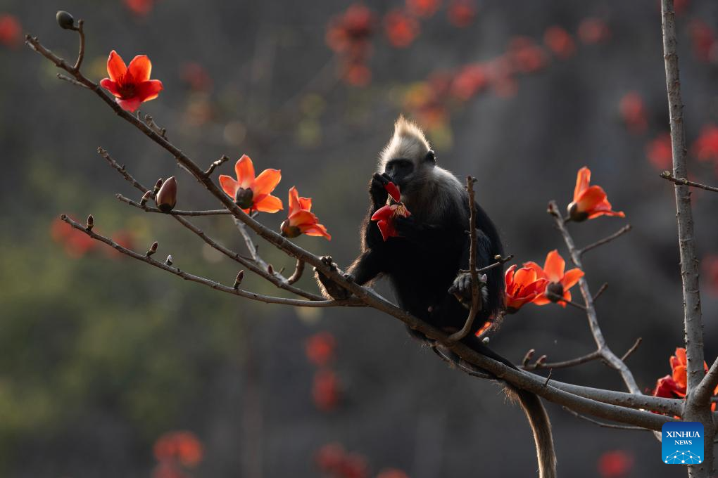 White-headed langurs seen at national nature reserve in Chongzuo, S China's Guangxi