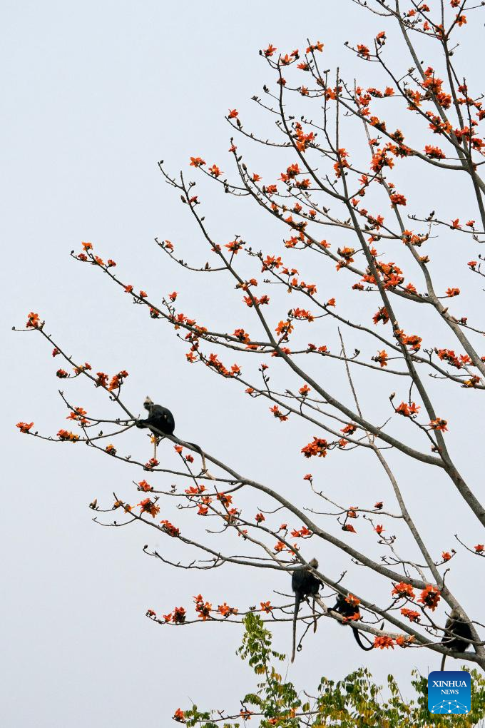 White-headed langurs seen at national nature reserve in Chongzuo, S China's Guangxi