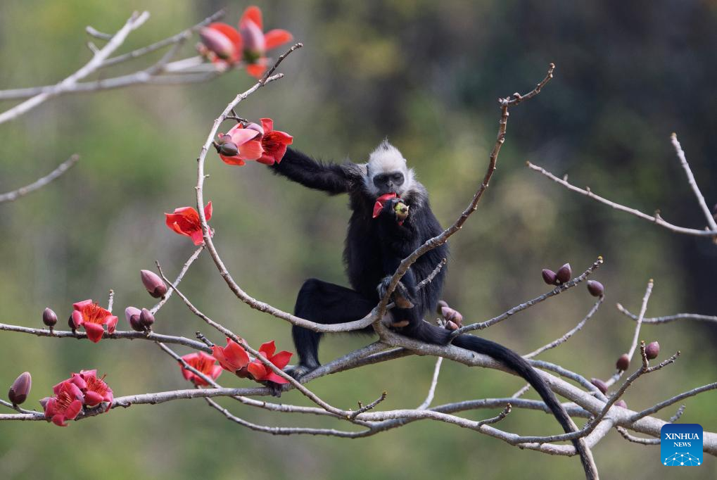 White-headed langurs seen at national nature reserve in Chongzuo, S China's Guangxi