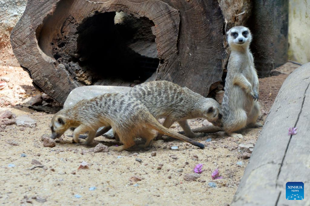 Six pairs of meerkats brought to Sri Lankan zoo from UAE for public display