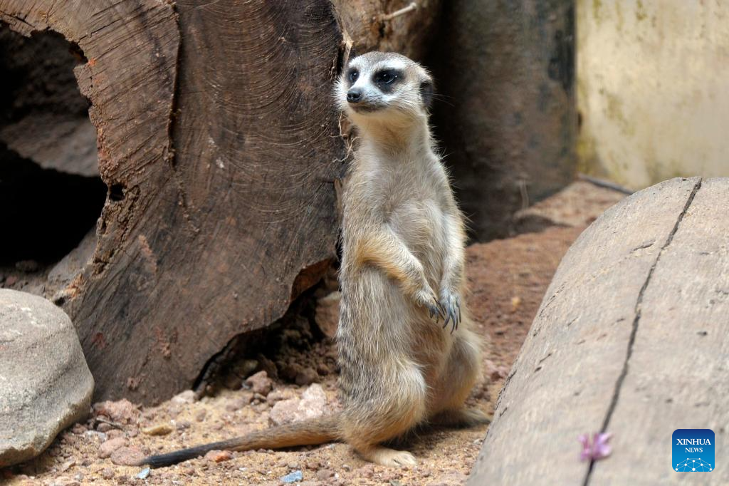 Six pairs of meerkats brought to Sri Lankan zoo from UAE for public display