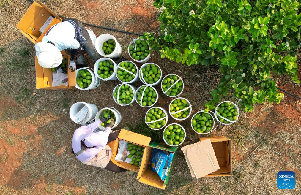 Lemon planting industry thrives in Ruili, Yunnan