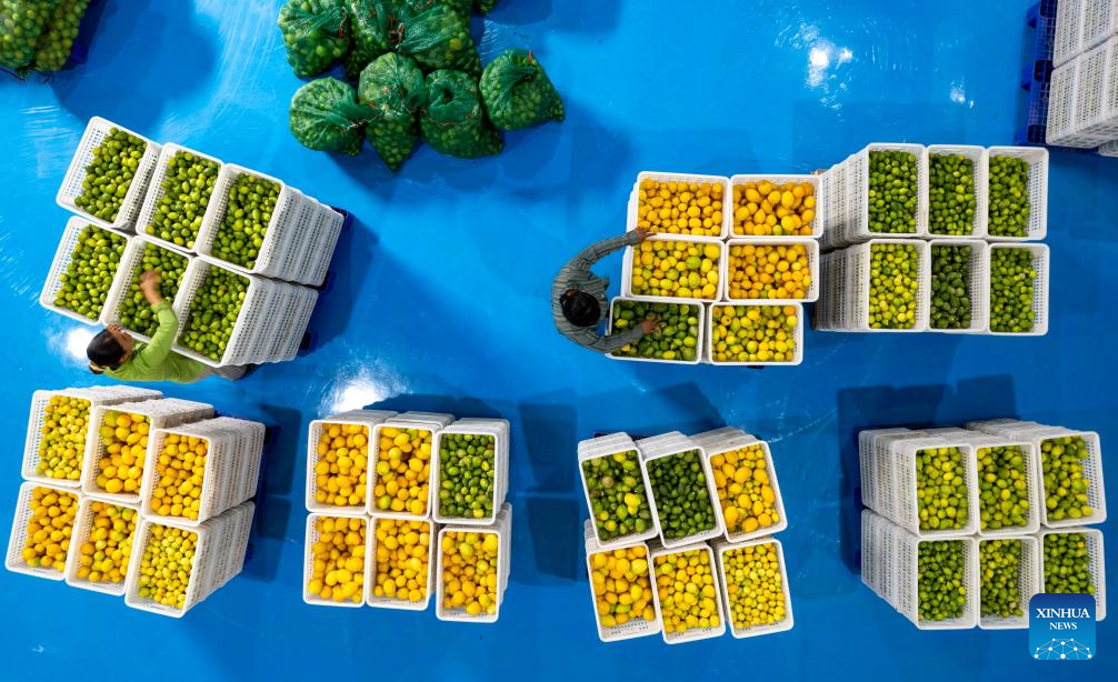 Lemon planting industry thrives in Ruili, Yunnan